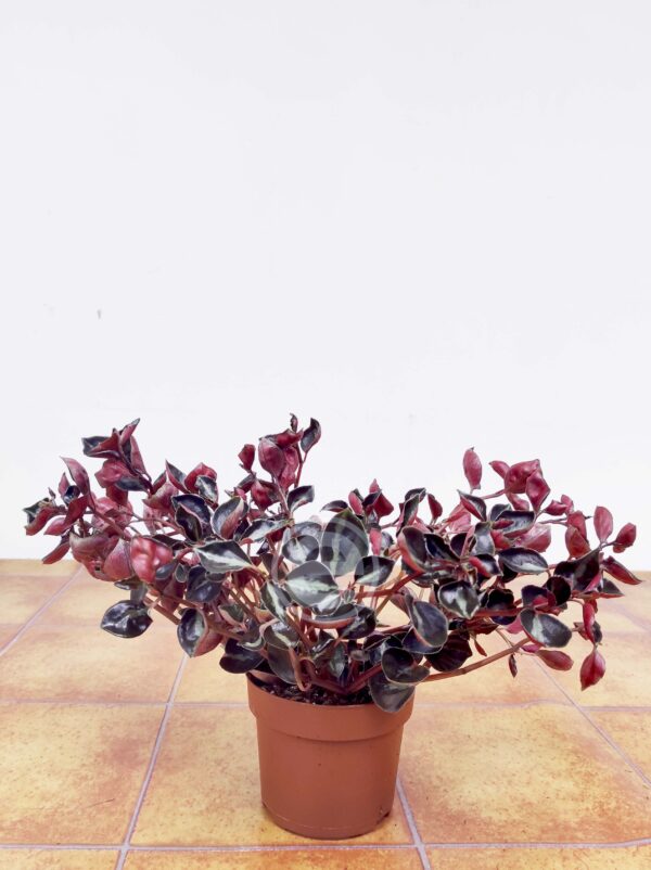 Peperomia 'Metallica' - Image 2