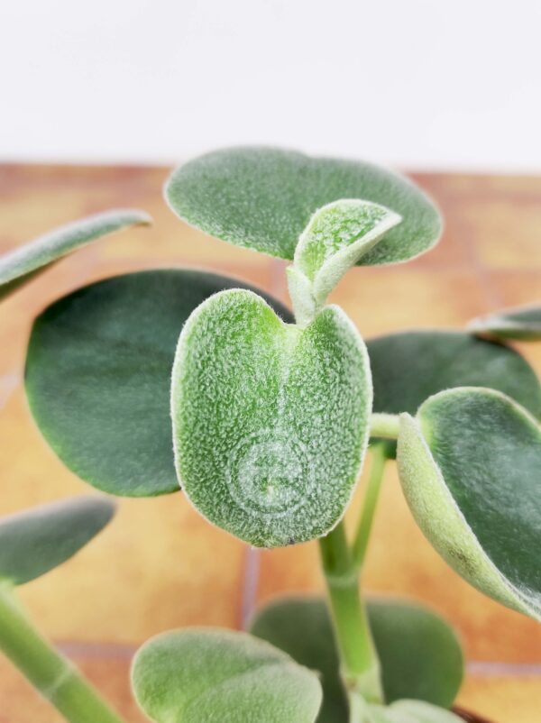 Peperomia 'Incana'