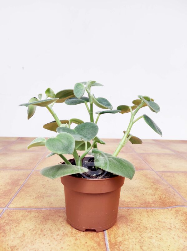 Peperomia 'Incana' - Image 2