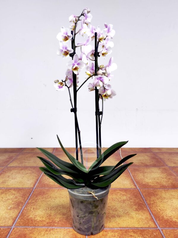 Phalaenopsis 2 hastes - Image 2