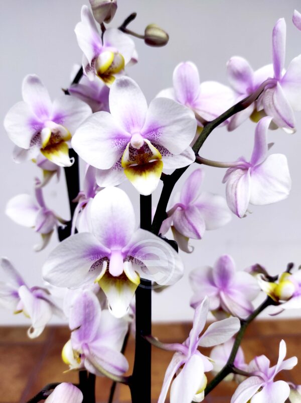 Phalaenopsis 2 hastes