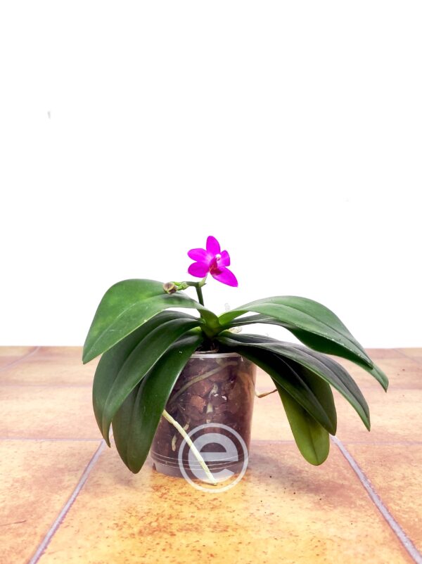 Phalaenopsis Martin x Yang Blueberry 'Blue' - Image 2