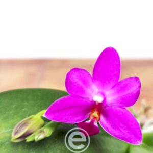 Phalaenopsis Martin x Yang Blueberry 'Blue'