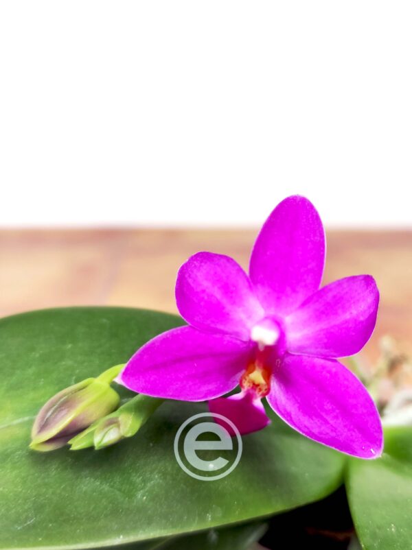 Phalaenopsis Martin x Yang Blueberry 'Blue'