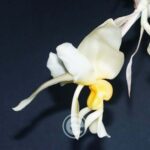 Stanhopea Intermedia - Sem Flor
