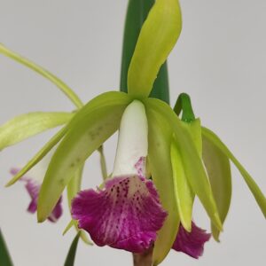 Brassavola