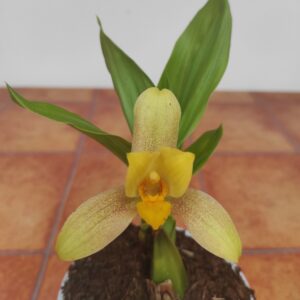 Lycaste
