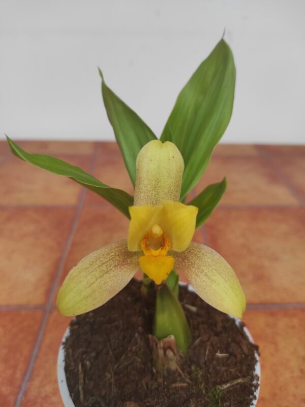 Lycaste