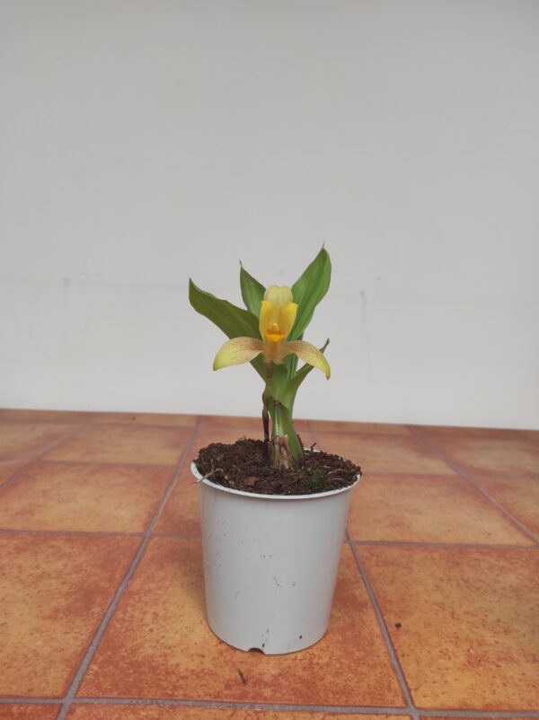 Lycaste - Image 2