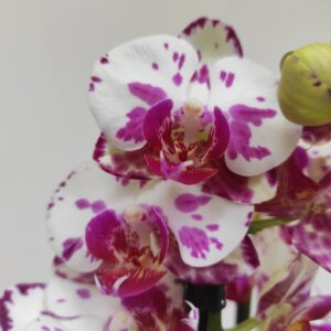 Phalaenopsis 2/3 hastes