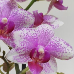 Phalaenopsis 2/3 hastes