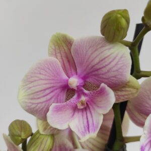 Phalaenopsis 2/3 hastes