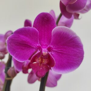 Phalaenopsis 2/3 hastes