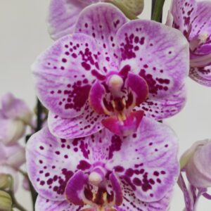Phalaenopsis 2/3 hastes