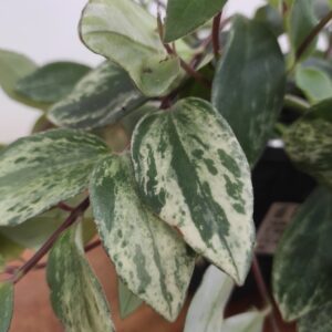 Aeschynanthus lobbianus 'Variegata