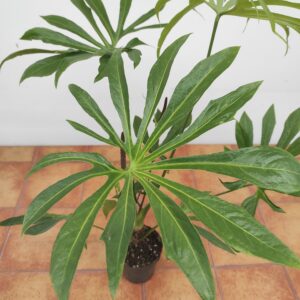 Anthurium Pedatoradiatum 'Finger'