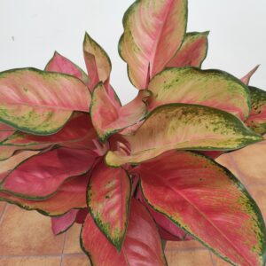 Aglaonema China Red