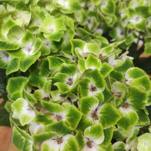 Hydrangea Macrophylla 'Noblesse'