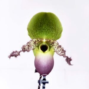 Paphiopedilum Pinocchio Rosa
