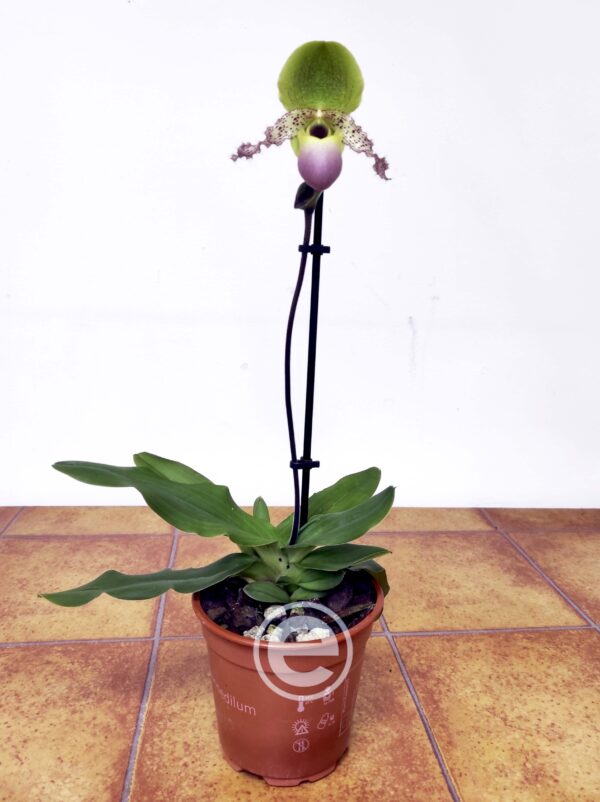 Paphiopedilum Pinocchio Rosa - Image 2