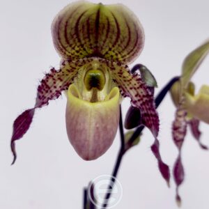 Paphiopedilum