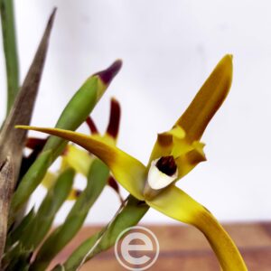 Maxillaria Callichroma - Com Flor