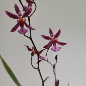 Oncidium 'Mieke Von Holm' - 1 haste