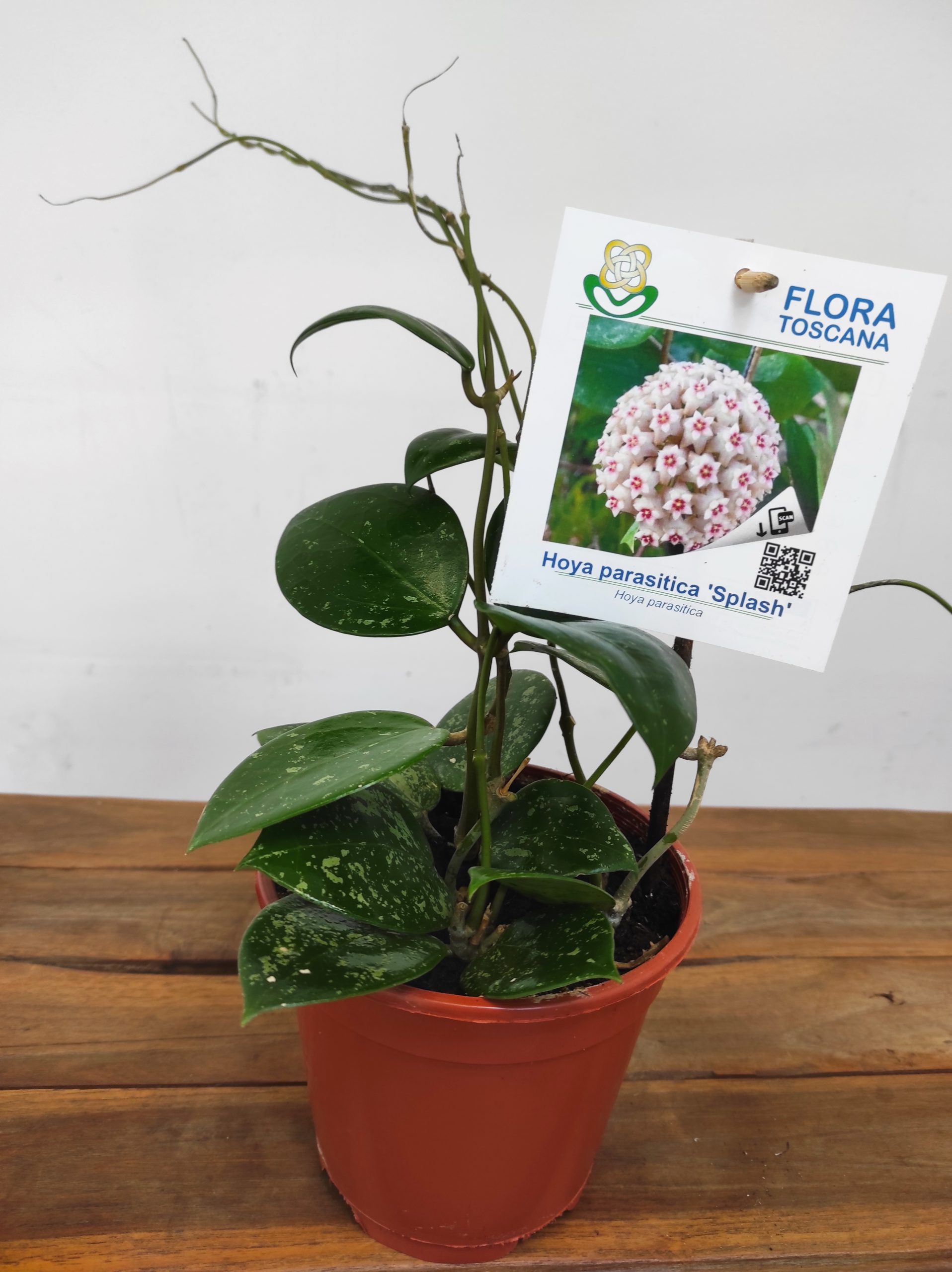 Hoya Parasitica 'Splash' - Sem Flor