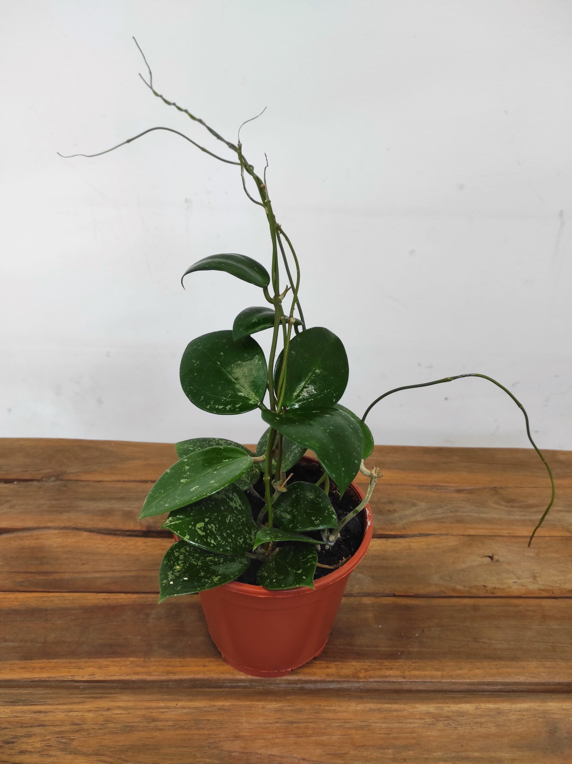 Hoya Parasitica 'Splash' - Sem Flor - Image 2