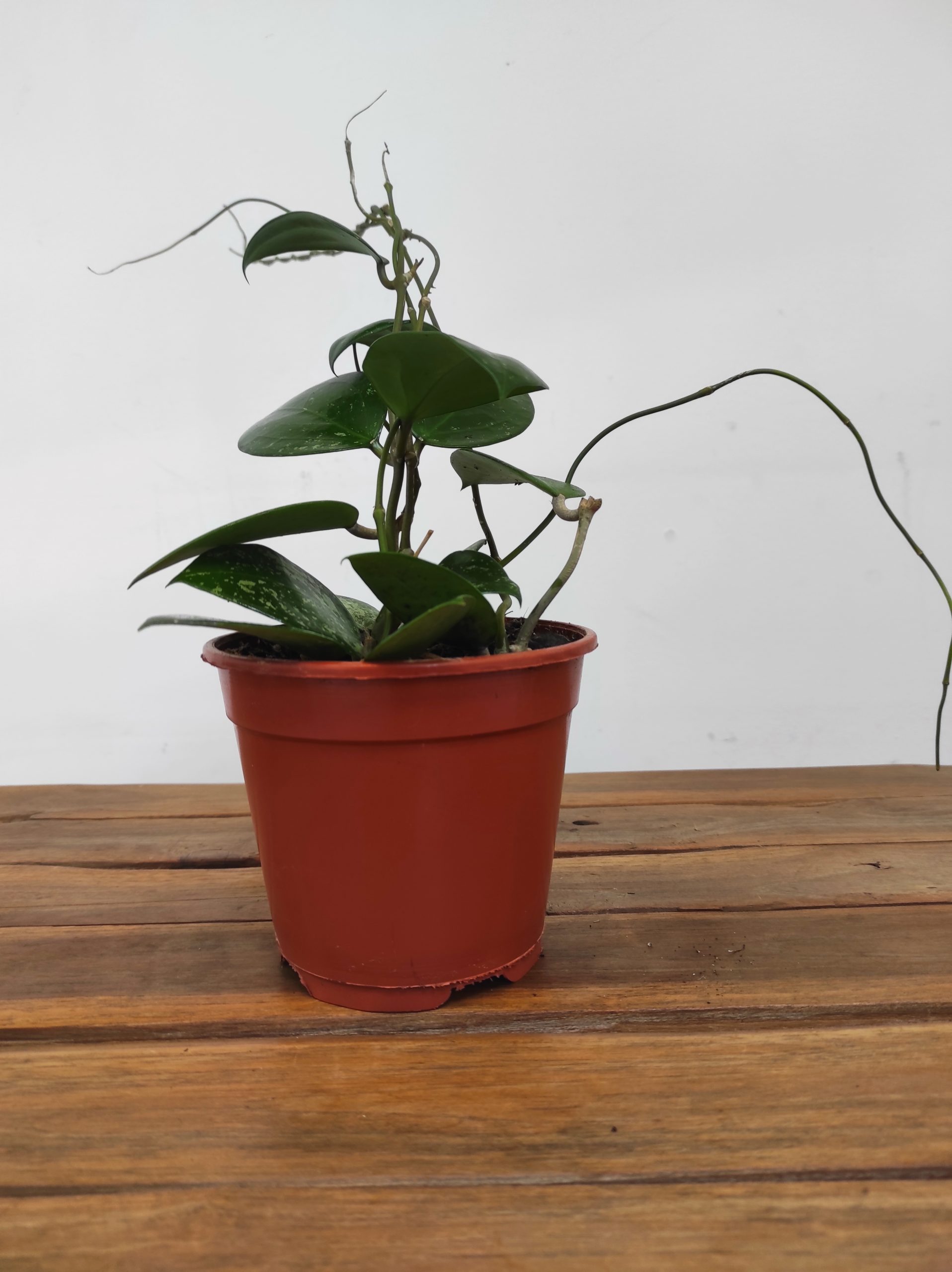 Hoya Parasitica 'Splash' - Sem Flor - Image 3