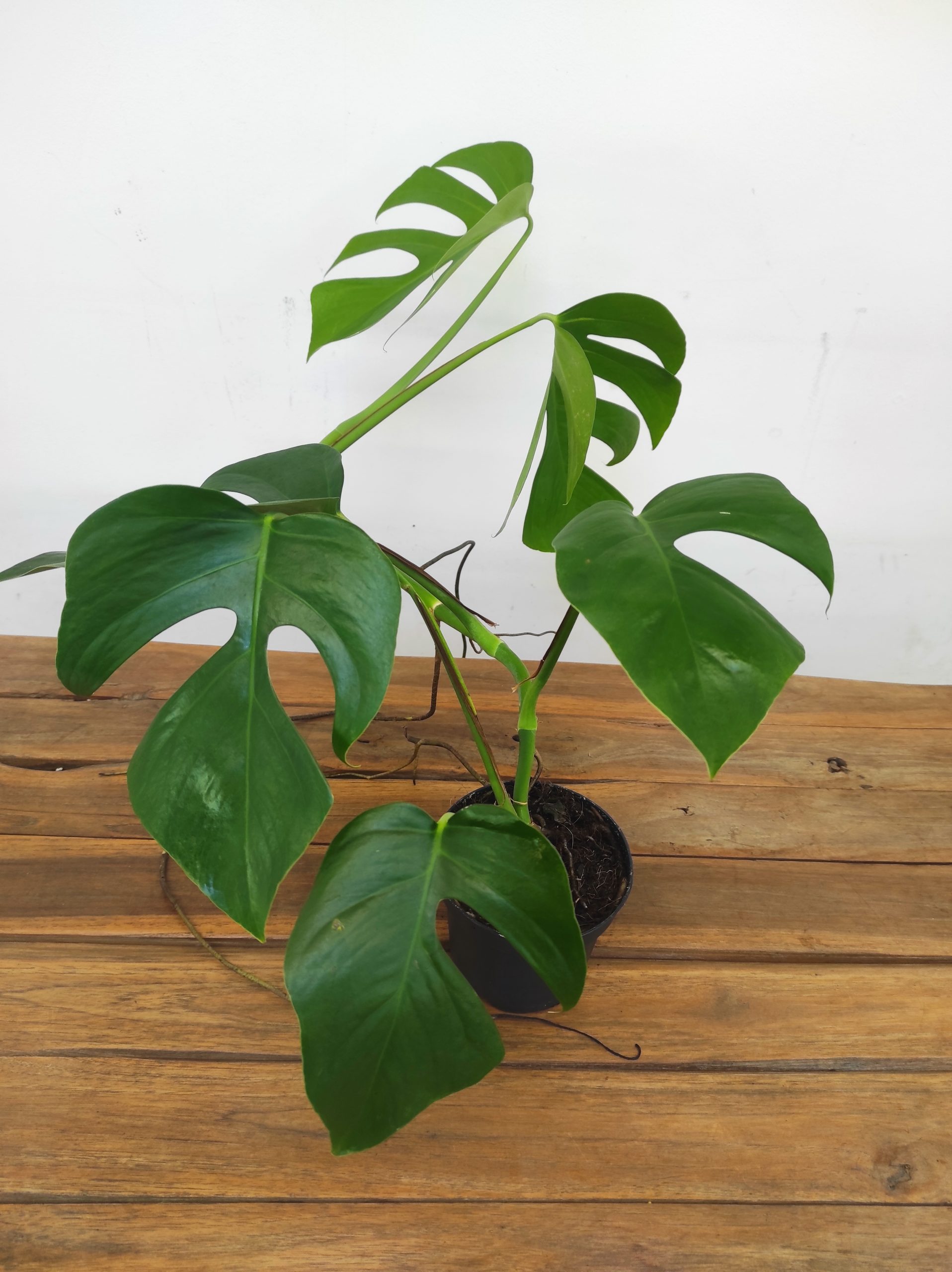 Monstera Sierrana Hawaii