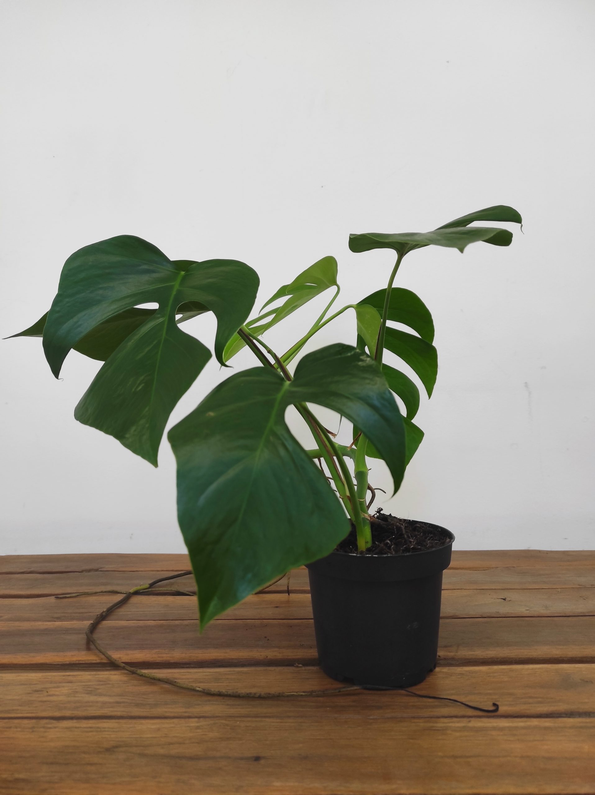 Monstera Sierrana Hawaii - Image 2
