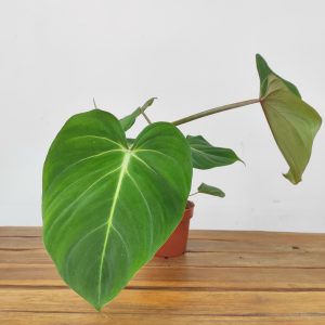 Philodendron Gloriosum