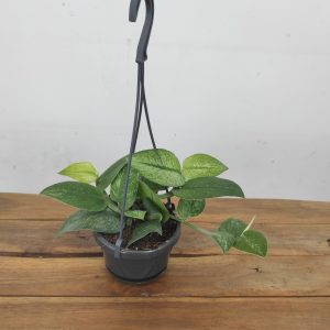 Rhaphidophora Hongkongensis Variegata