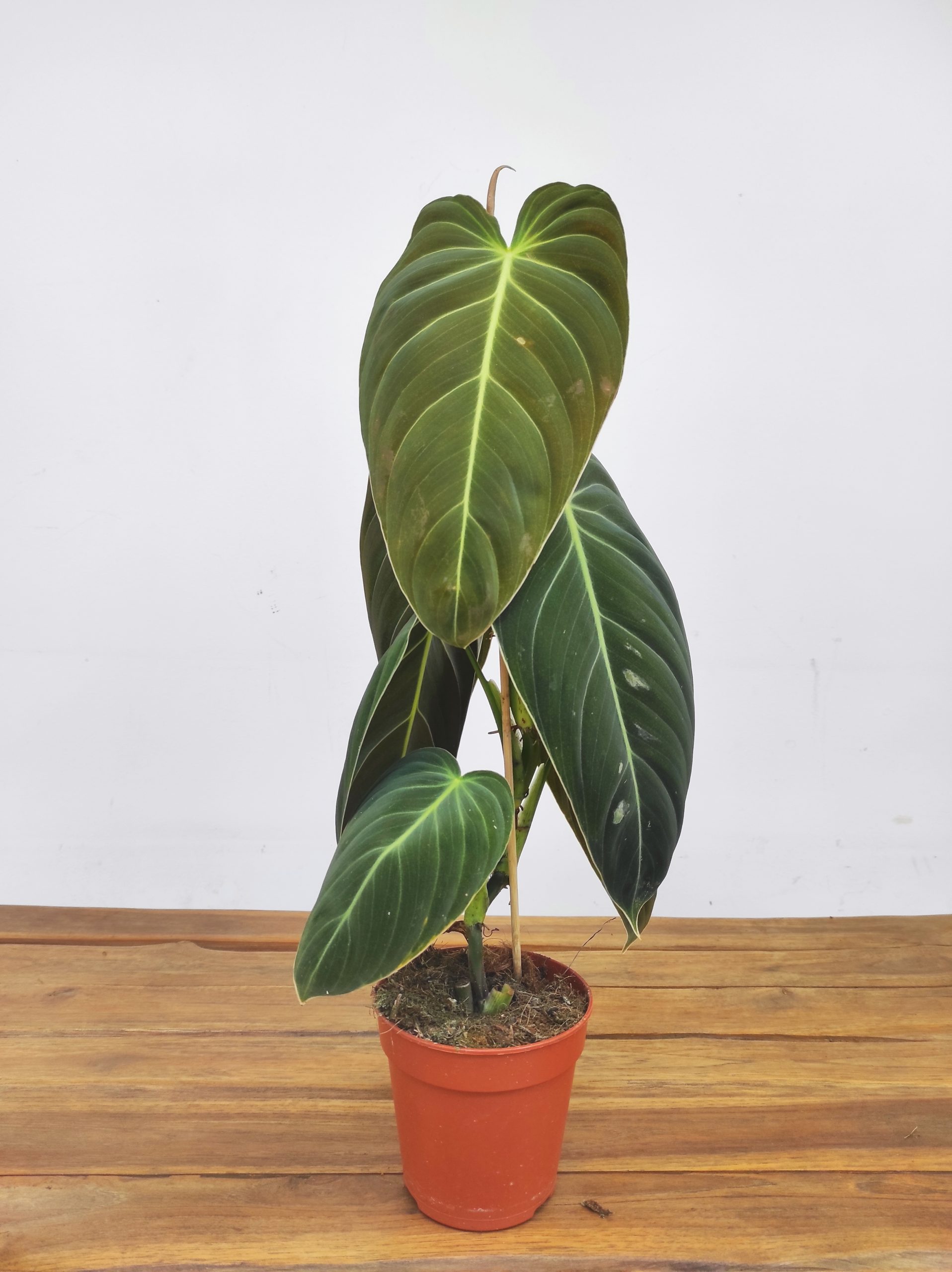 Philodendron Melanochrysum - Image 3