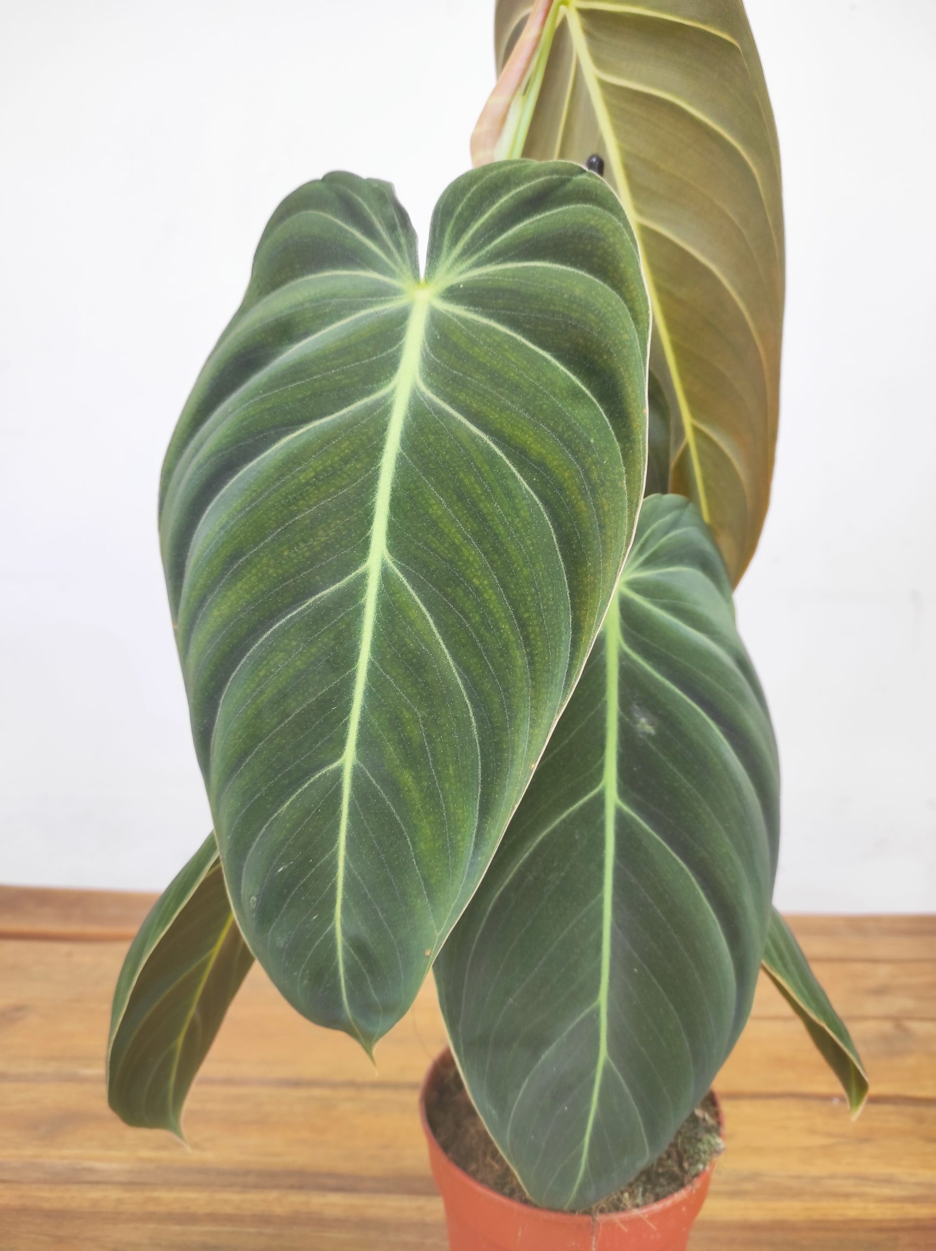 Philodendron Melanochrysum