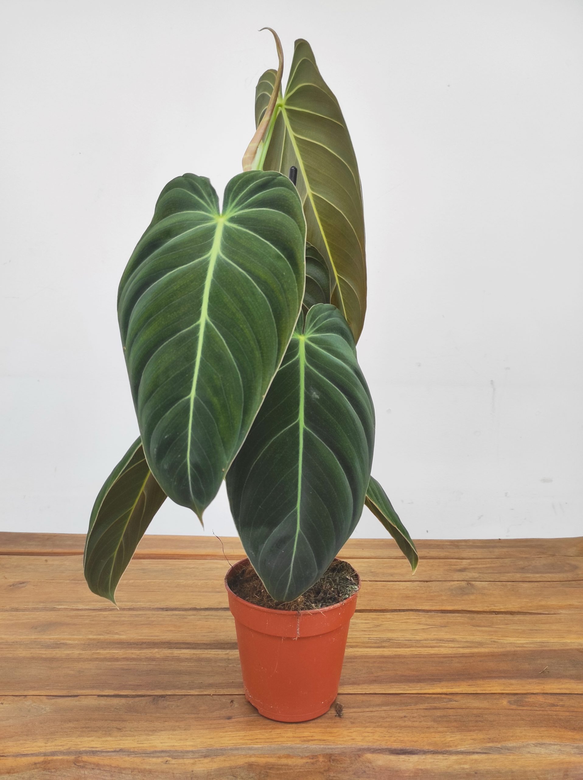 Philodendron Melanochrysum - Image 2