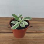 Ficus Lyrata Variegata