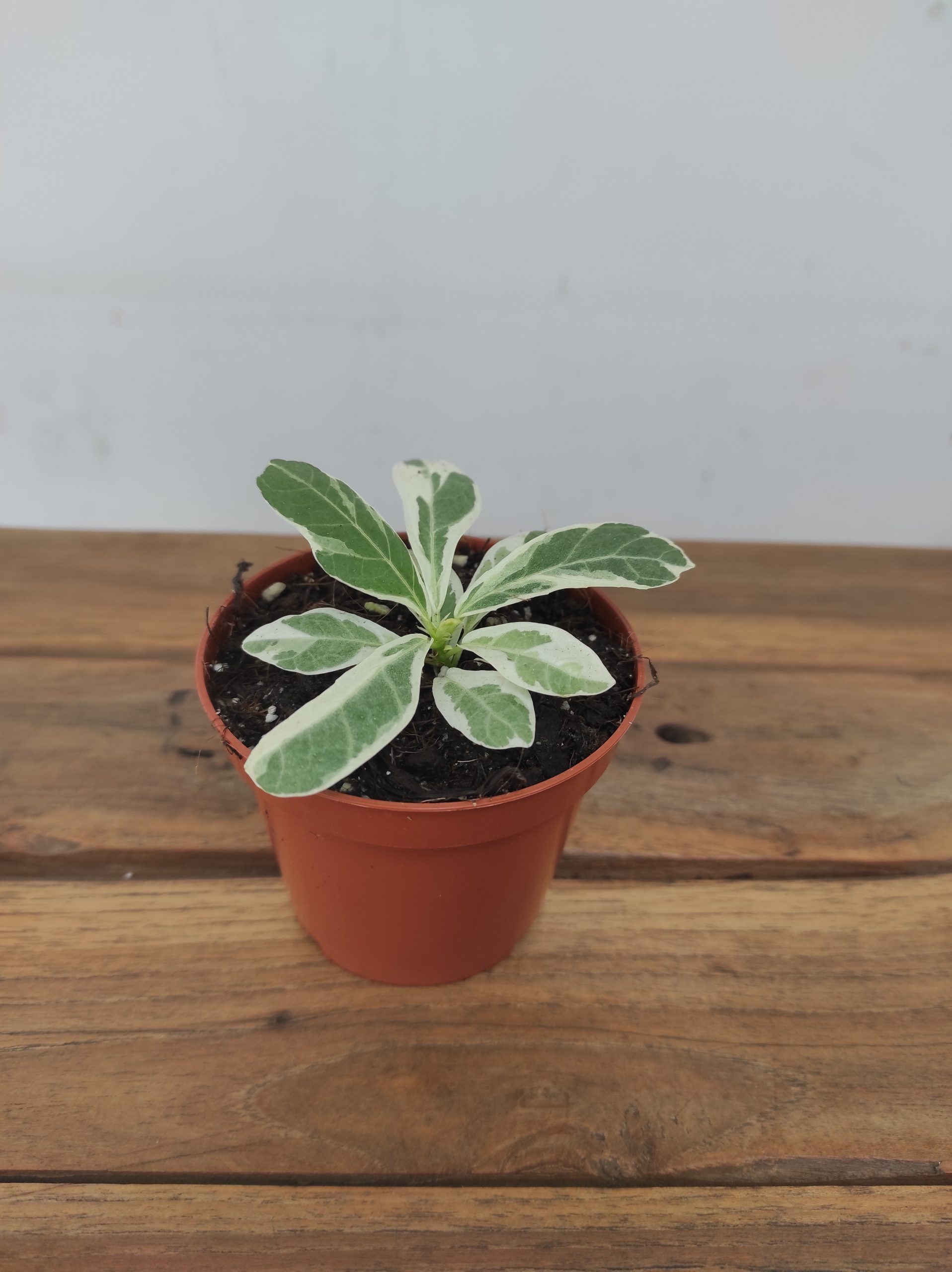 Ficus Lyrata Variegata