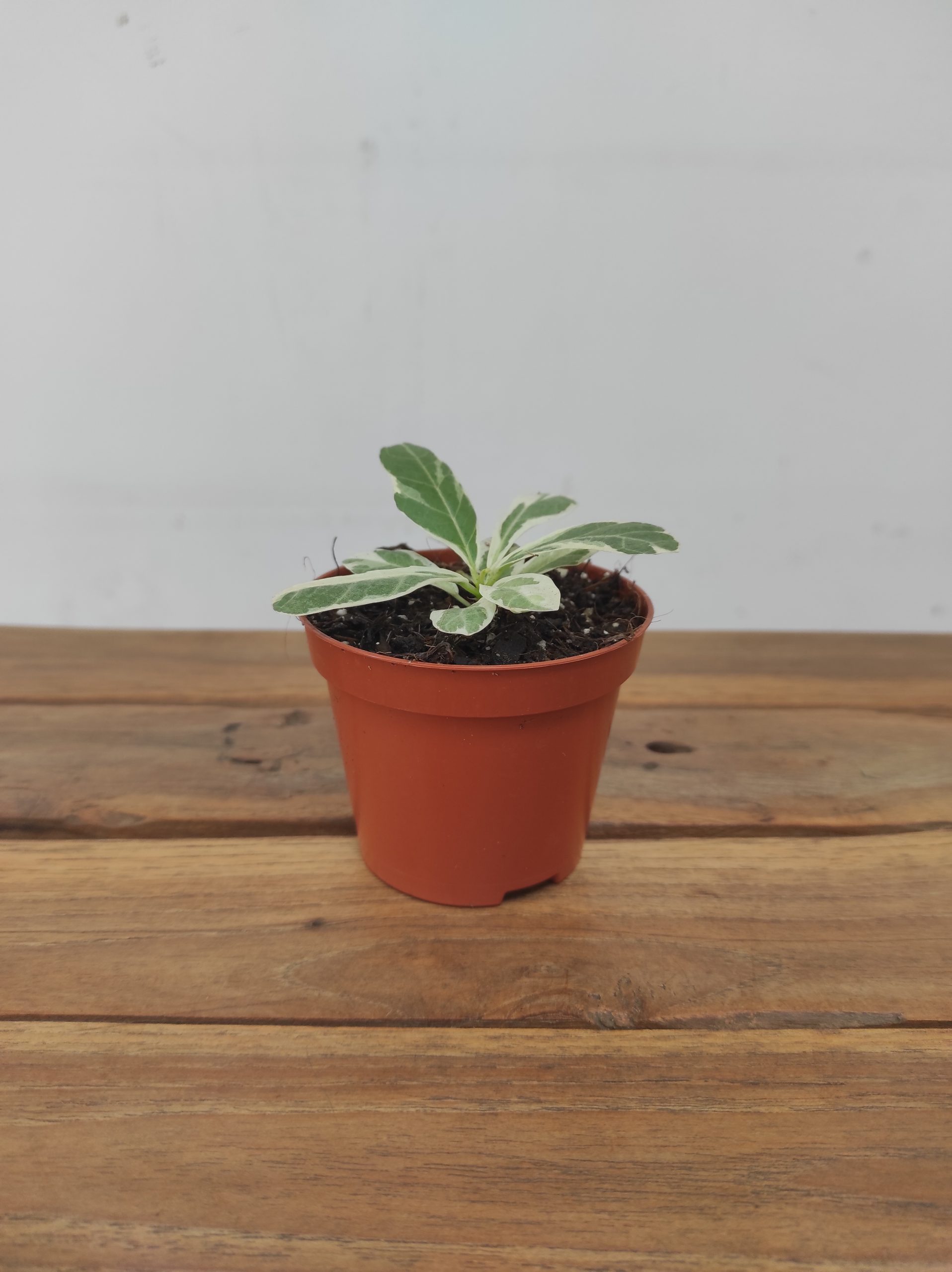 Ficus Lyrata Variegata - Image 2