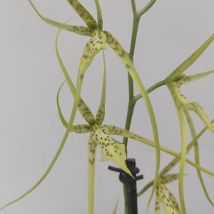 Brassia Fabian
