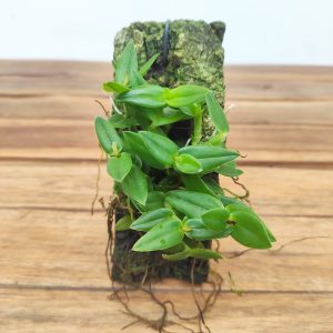 Epidendrum Porpax - Sem flor