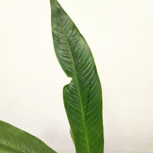 Philodendron Campii 'Lynette