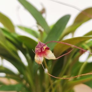 Masdevallia nidifica 'Red'