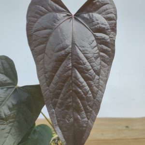 Anthurium Queen of Hearts