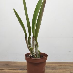 Cattleya Aqui Finn Nature Best – Sem flor