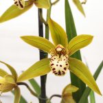 Cymbidium 3 hastes
