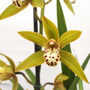 Cymbidium 3 hastes