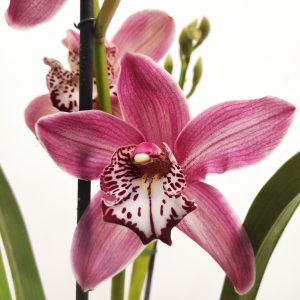 Cymbidium 2 Hastes