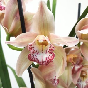 Cymbidium 3 Hastes